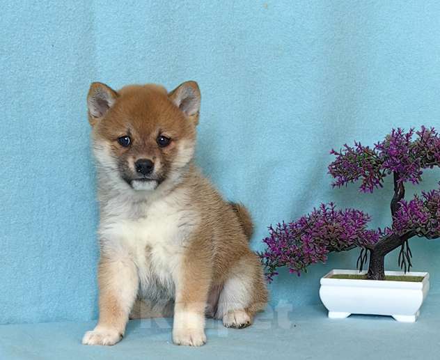 Собаки в Москве: Сиба ину. Мини девочка. Девочка, 60 000 руб. - фото 4
