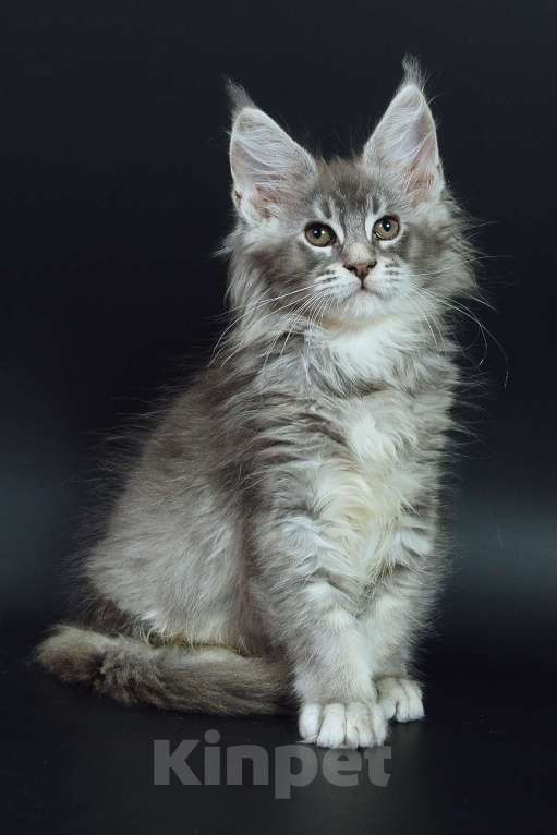 Кошки в Апрелевке: Котята мейн-кун из элитного питомника  Caressa Девочка, 50 000 руб. - фото 7