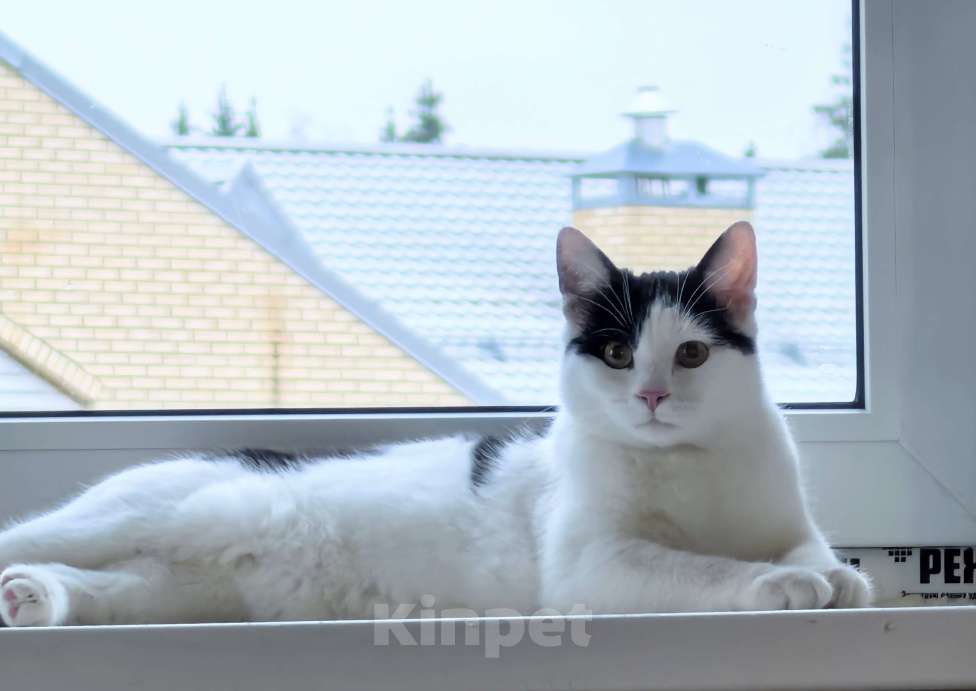 Кошки в Москве: Котёнок Смурфик ищет семью! Мальчик, Бесплатно - фото 9