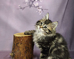 Кошки в Егорьевске: Котята курильского бобтейла Мальчик, Бесплатно - фото 2