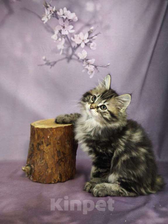 Кошки в Егорьевске: Котята курильского бобтейла Мальчик, Бесплатно - фото 2