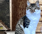 Кошки в Звенигороде: Котенок Мисси Девочка, Бесплатно - фото 3