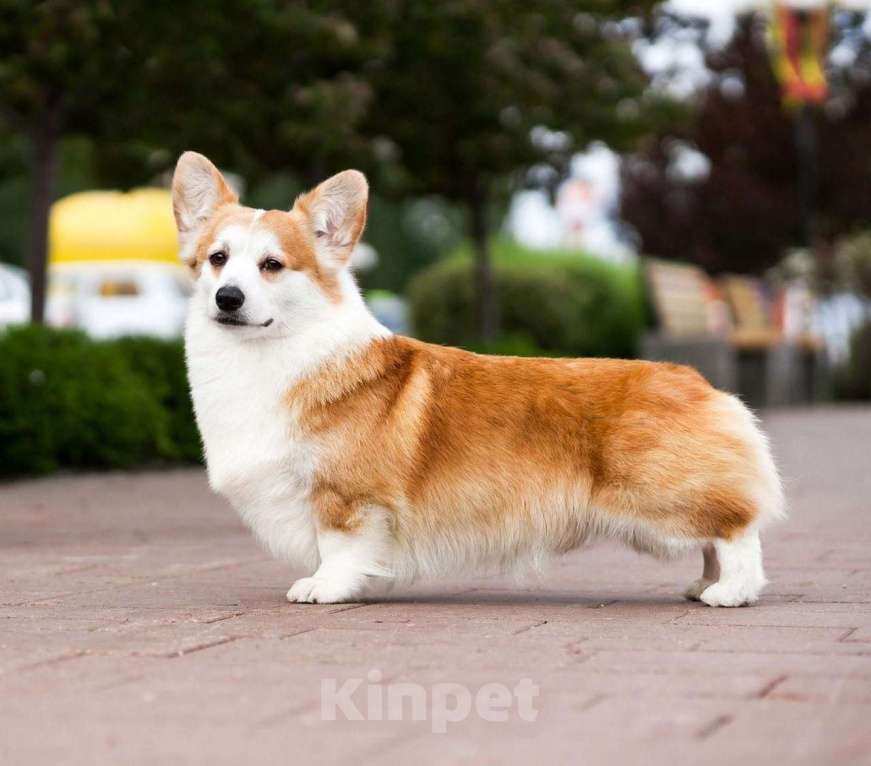 Собаки в Москве: Щенки Вельш корги пемброк Мальчик, Бесплатно - фото 7