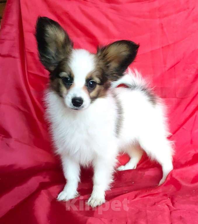 Собаки в Красноармейске: Щенки папийона Мальчик, 35 000 руб. - фото 4