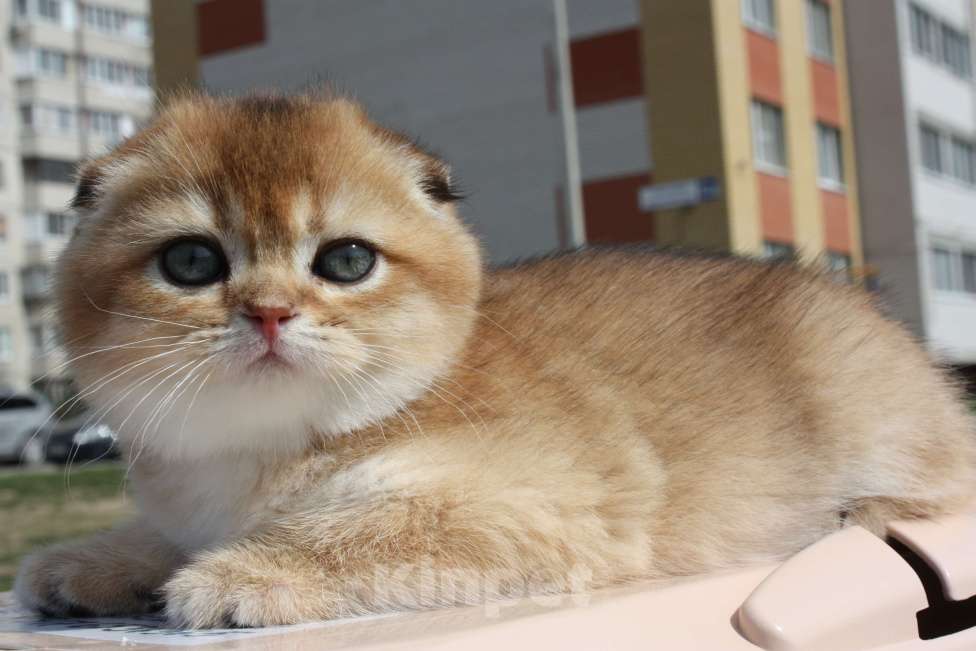 Кошки в Москве: кошечки Девочка, 50 000 руб. - фото 2