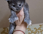 Кошки в Дмитрове: Котятки мейн-кун полидакт Мальчик, 40 000 руб. - фото 6