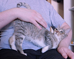 Кошки в Люберцах: Умная, ласковая, полосатая кошечка  Девочка, Бесплатно - фото 5