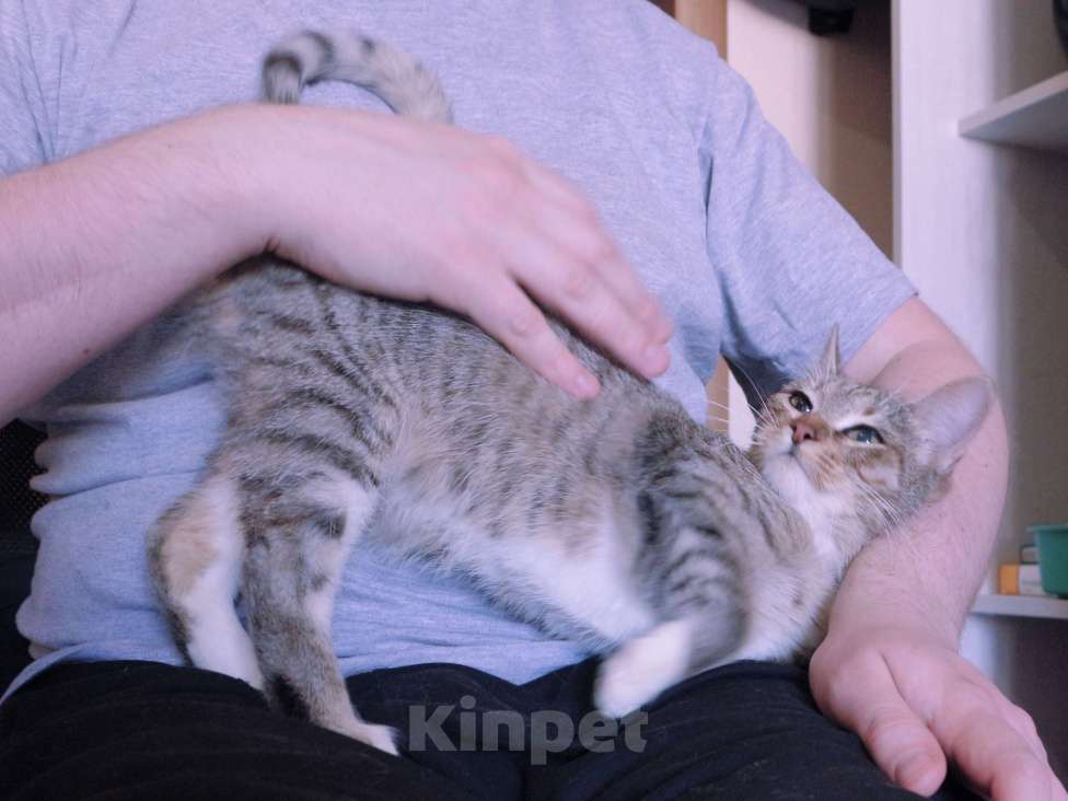 Кошки в Люберцах: Умная, ласковая, полосатая кошечка  Девочка, Бесплатно - фото 5