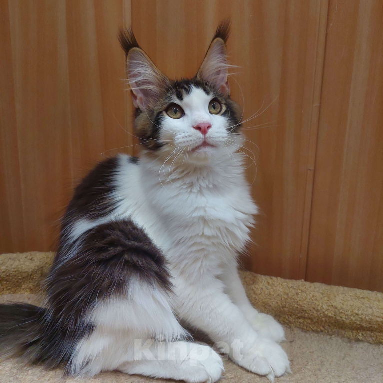 Кошки в Озерске: Кайзер Озбург Мальчик, 45 000 руб. - фото 2