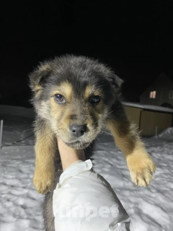 Собаки в других городах Московской области: Отдам в добрые руки Мальчик, Бесплатно - фото 1