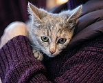 Кошки в Москве: Котеночек Шурочка ищет дом. Девочка, Бесплатно - фото 8