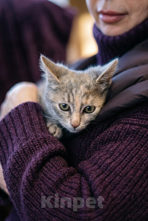 Кошки в Москве: Котеночек Шурочка ищет дом. Девочка, Бесплатно - фото 8