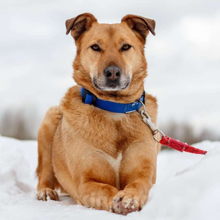 Собаки в Москве: Дик Мальчик, Бесплатно - фото 3