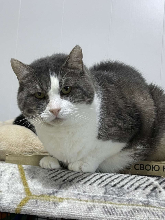 Кошки в Санкт-Петербурге: Серьезный кот ищет дом Мальчик, Бесплатно - фото 1
