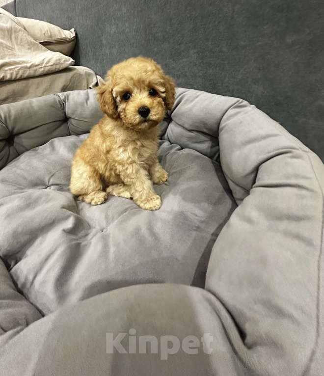 Собаки в Белорецке: Щенки той пуделя Мальчик, 85 000 руб. - фото 4