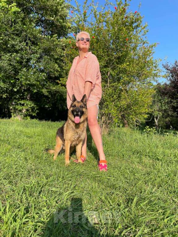 Собаки в других городах Краснодарского края: Ральф немец в дар чипирован кастрирован возможна доставка Мальчик, Бесплатно - фото 10