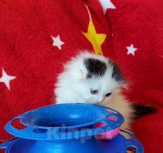 Кошки в Новосибирске: Шотландская вислоухая девочка. Девочка, 10 000 руб. - фото 4