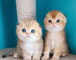 Кошки в Москве: Породистые золотые шотландцы Разнополые, 25 000 руб. - фото 8