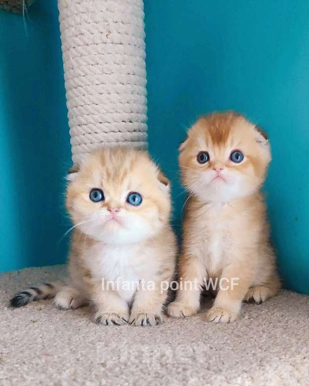 Кошки в Москве: Породистые золотые шотландцы Разнополые, 25 000 руб. - фото 8