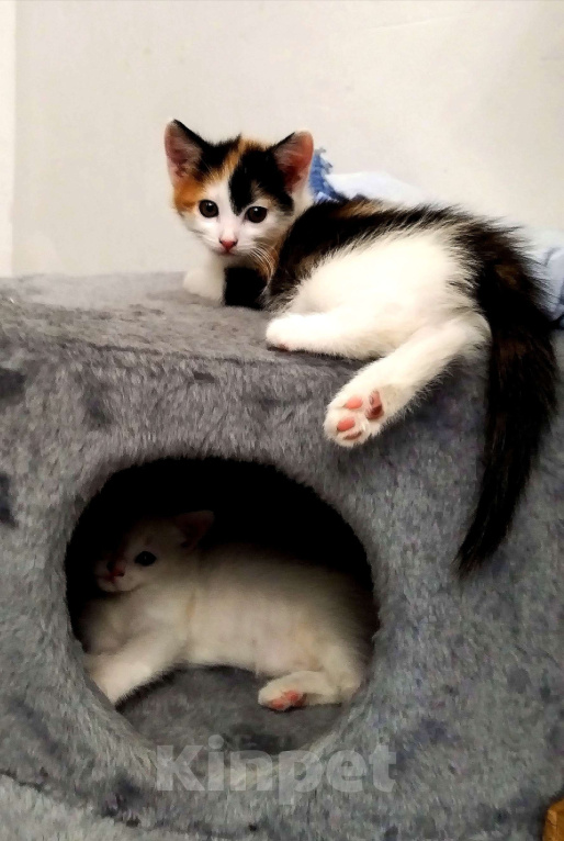 Кошки в других городах Курской области: Котёнок в добрые руки Девочка, Бесплатно - фото 3