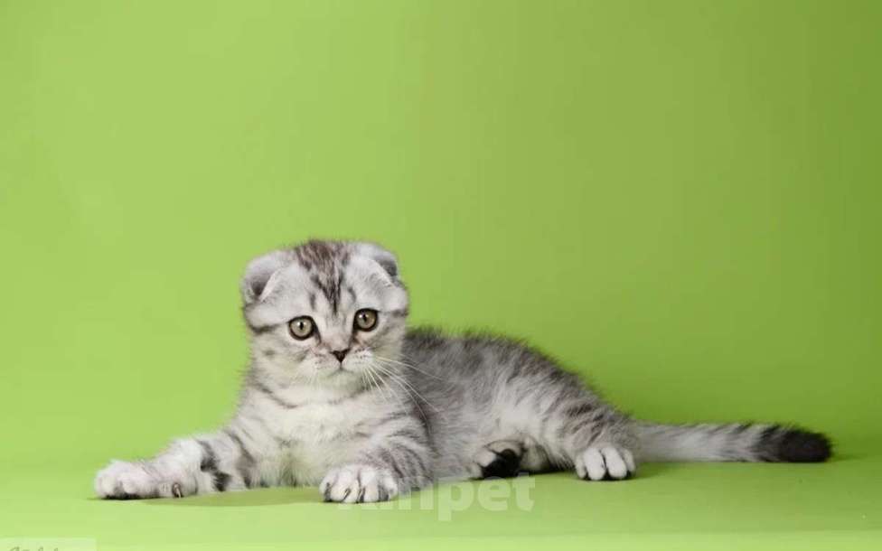 Кошки в Москве: Шотландские мальчики Мальчик, 50 000 руб. - фото 10