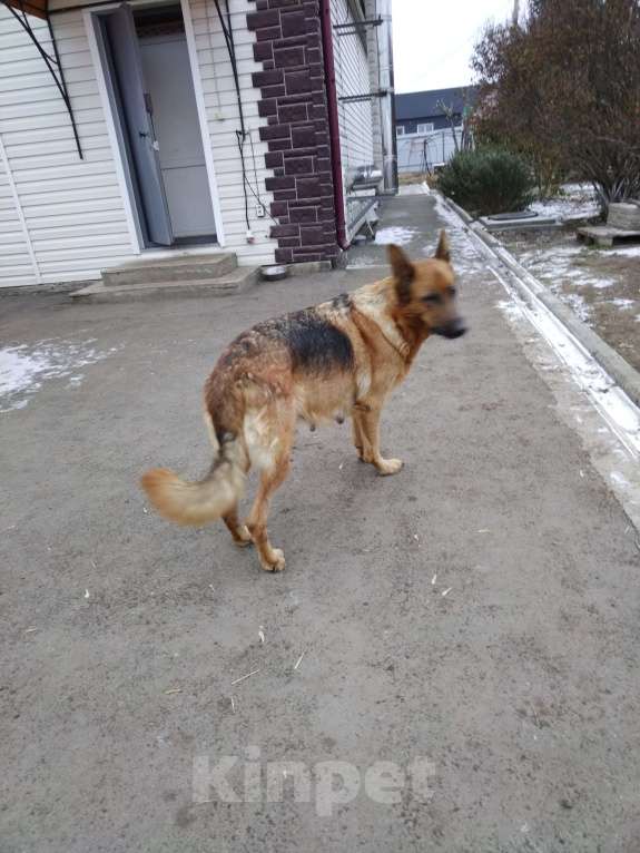 Собаки в Тайшете: Продам щенков немецкой овчарки Мальчик, 20 000 руб. - фото 1