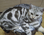 Кошки в Белогорске: Котик ищет подругу, 1 руб. - фото 3