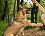 Собаки в Москве: Замечательный Пунш в добрые руки Мальчик, Бесплатно - фото 2