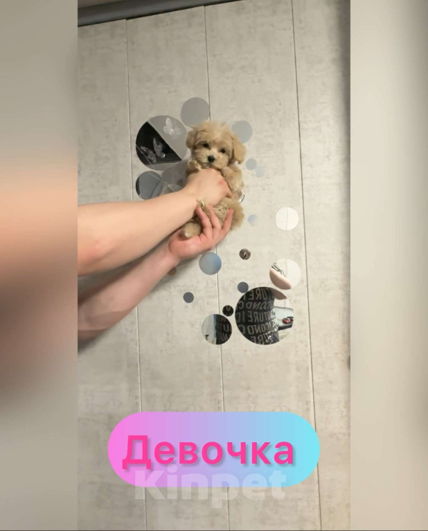 Собаки в Уфе: Мальтипу F1 девочки и мальчики  Девочка, 100 руб. - фото 2
