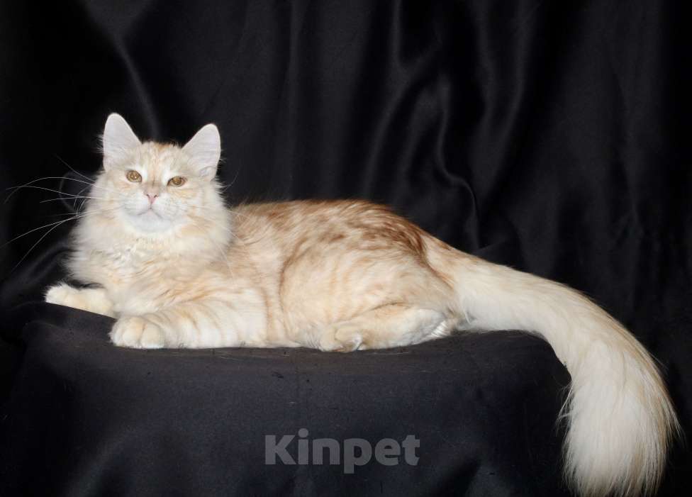 Кошки в Тюмени: Сибирский котёнок Мальчик, 35 000 руб. - фото 5