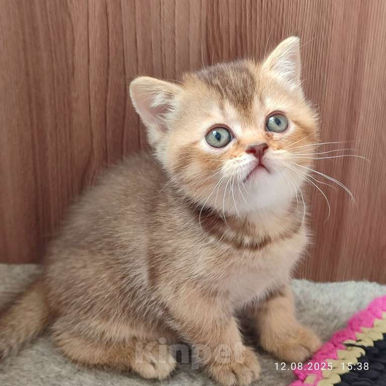 Кошки в Москве: Шоколадная девочка Девочка, 20 000 руб. - фото 2