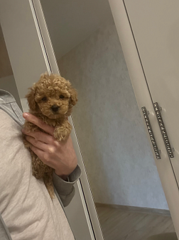 Мальтипу, девочка