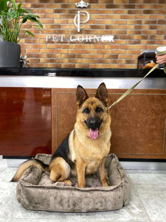 Собаки в других городах Московской области: Немецкая овчарка, девочка, 1 год, ищет дом  Девочка, Бесплатно - фото 3