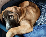 Собаки в Рязани: Мишка - воспитанный щенок-подросток Мальчик, Бесплатно - фото 3