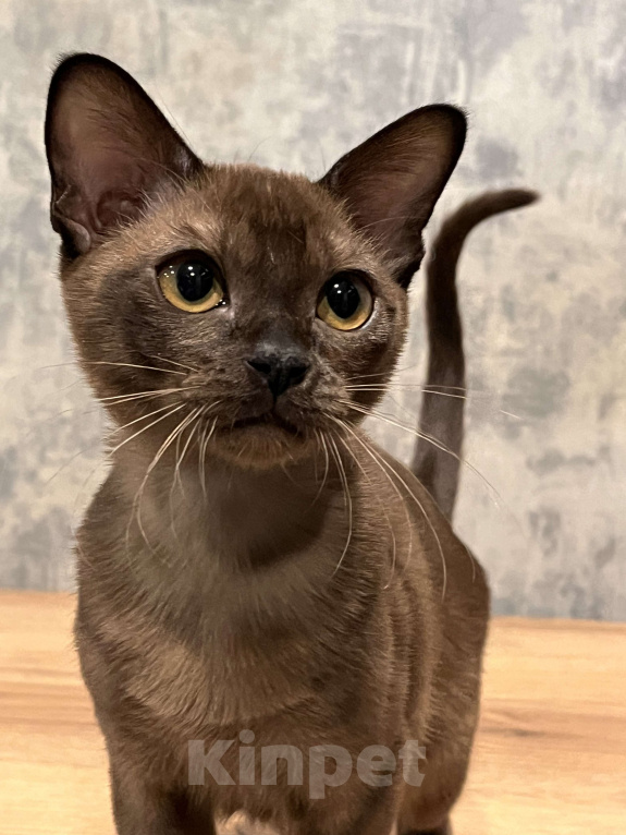 Кошки в Казани: Европейская бурма Девочка, 80 000 руб. - фото 1