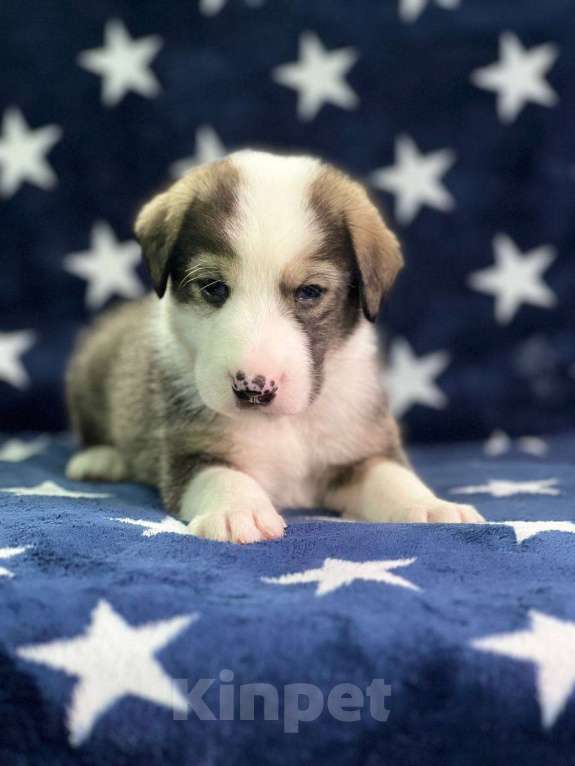 Собаки в других городах Московской области: Щенки Мальчик, 1 000 руб. - фото 1