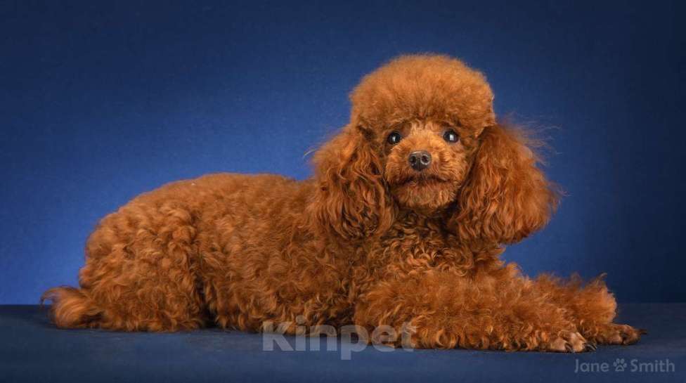 Собаки в Москве: Идеальный крашечный мальчик мальтипу Ф1 Мальчик, Бесплатно - фото 4