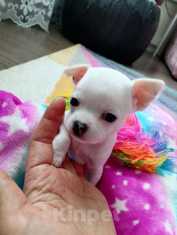 Собаки в Хабаровске: Щенок чихуахуа девочка Девочка, 25 000 руб. - фото 3