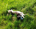 Собаки в Твери: Хаски, девочка 3 года, ищет любящий дом Девочка, Бесплатно - фото 2