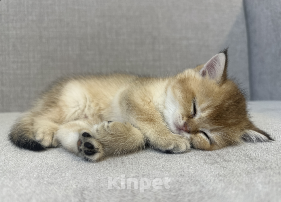 Кошки в Москве: Шотландский котенок мальчик с хорошей родословной Мальчик, 25 000 руб. - фото 5