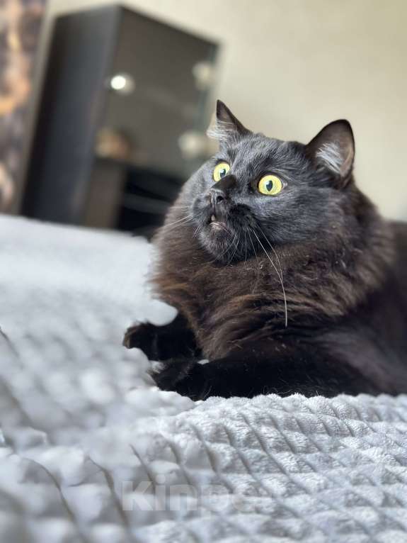 Кошки в других городах Московской области: Отдам в добрые руки двух братиков Мальчик, Бесплатно - фото 6