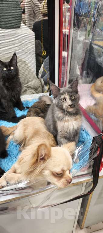 Кошки в других городах Московской области: Кошка Мейн-кун Девочка, 45 000 руб. - фото 1