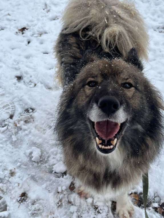 Собаки в Москве: Пушистый пес Фидель  Мальчик, Бесплатно - фото 3