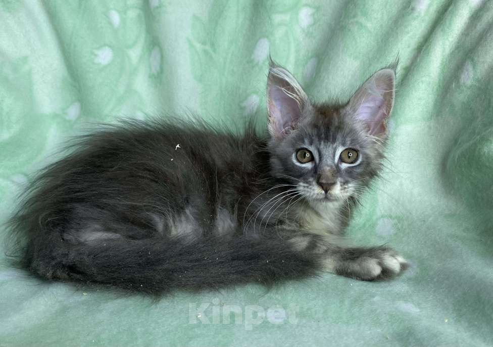 Кошки в Дмитрове: Голубая серебристая мраморная девочка мейн кун Carmie Девочка, Бесплатно - фото 2