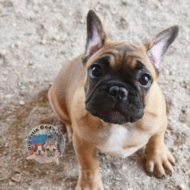 Собаки в Приморско-Ахтарске: Палевая девочка французского бульдога Девочка, 65 000 руб. - фото 1