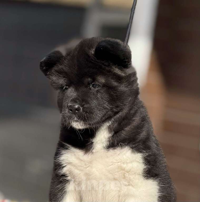 Собаки в Дубне: Щенки американской акиты Девочка, 80 000 руб. - фото 10