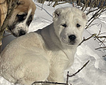 Собаки в Москве: Алабай, щенок, среднеазиатская овчарка Девочка, Бесплатно - фото 1