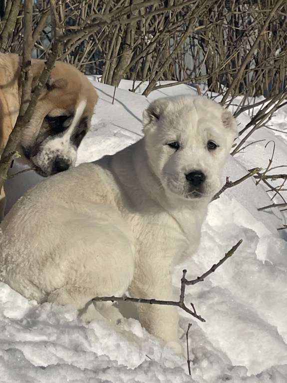 Собаки в Москве: Алабай, щенок, среднеазиатская овчарка Девочка, Бесплатно - фото 1