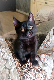 Котенок в добрые руки
