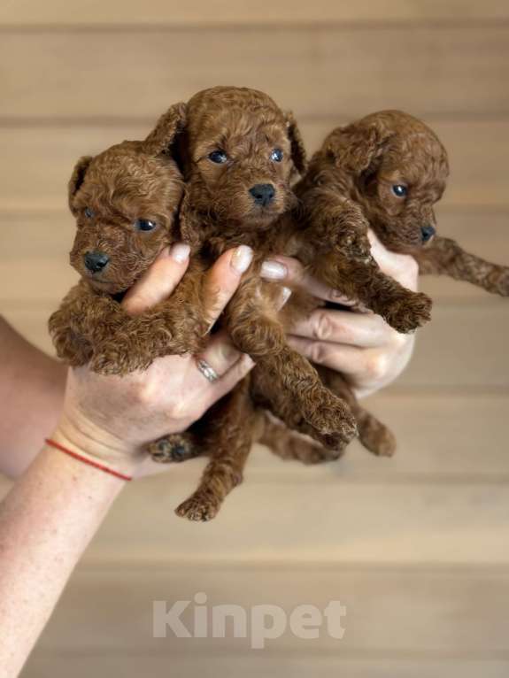 Собаки в Новосибирске: Щенки той пуделя Мальчик, 80 000 руб. - фото 3